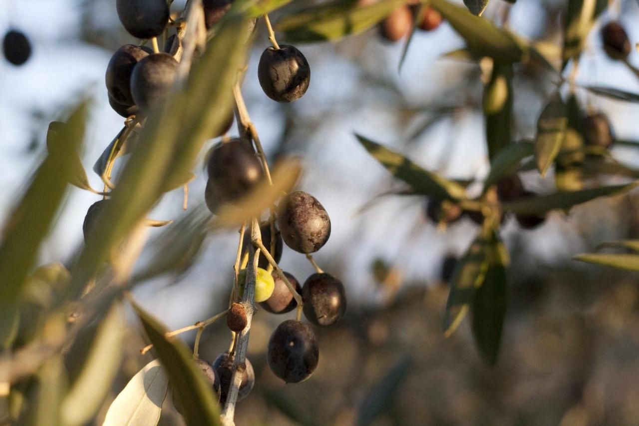 Podere Vigliano Tavarnelle Val di Pesa Ngoại thất bức ảnh